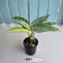 Load image into Gallery viewer, #RD17 Two x Schismatoglottis Borneo Silver