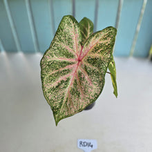 Load image into Gallery viewer, #RD14 Caladium