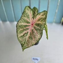 Load image into Gallery viewer, #RD14 Caladium