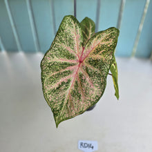 Load image into Gallery viewer, #RD14 Caladium