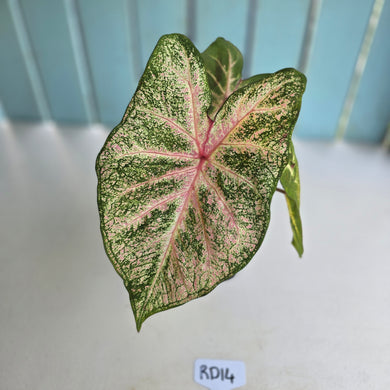 #RD14 Caladium