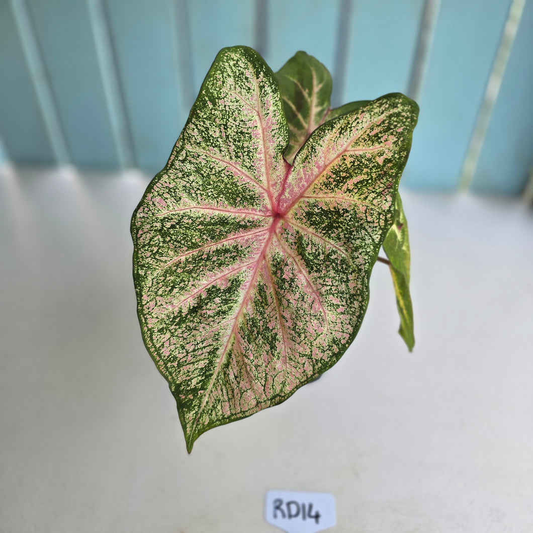 #RD14 Caladium