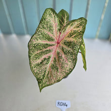 Load image into Gallery viewer, #RD14 Caladium