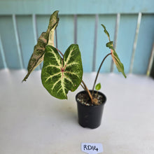 Load image into Gallery viewer, #RD14 Caladium