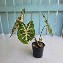 Load image into Gallery viewer, #RD14 Caladium