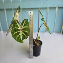 Load image into Gallery viewer, #RD14 Caladium