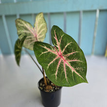 Load image into Gallery viewer, #RD14 Caladium