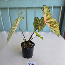 Load image into Gallery viewer, #RD14 Caladium