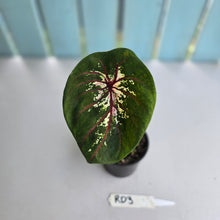 Load image into Gallery viewer, #RD3 Lotus Caladium