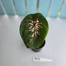 Load image into Gallery viewer, #RD3 Lotus Caladium