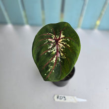 Load image into Gallery viewer, #RD3 Lotus Caladium