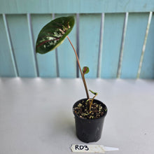 Load image into Gallery viewer, #RD3 Lotus Caladium