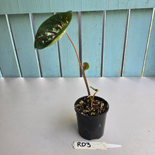 Load image into Gallery viewer, #RD3 Lotus Caladium