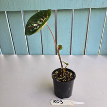 Load image into Gallery viewer, #RD3 Lotus Caladium