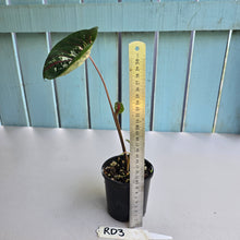 Load image into Gallery viewer, #RD3 Lotus Caladium