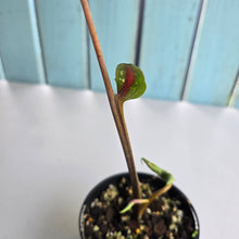 Load image into Gallery viewer, #RD3 Lotus Caladium