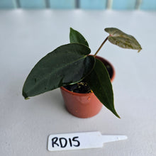 Load image into Gallery viewer, #RD15 Super Dark Anthurium NOID