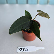 Load image into Gallery viewer, #RD15 Super Dark Anthurium NOID