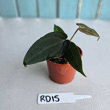 Load image into Gallery viewer, #RD15 Super Dark Anthurium NOID