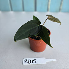 Load image into Gallery viewer, #RD15 Super Dark Anthurium NOID