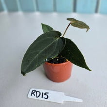 Load image into Gallery viewer, #RD15 Super Dark Anthurium NOID