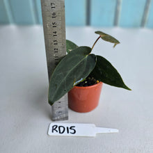 Load image into Gallery viewer, #RD15 Super Dark Anthurium NOID