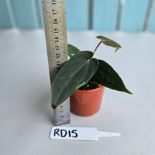 Load image into Gallery viewer, #RD15 Super Dark Anthurium NOID