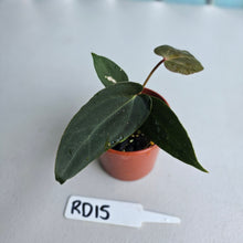 Load image into Gallery viewer, #RD15 Super Dark Anthurium NOID