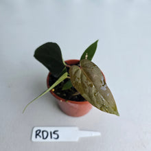 Load image into Gallery viewer, #RD15 Super Dark Anthurium NOID