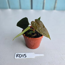 Load image into Gallery viewer, #RD15 Super Dark Anthurium NOID