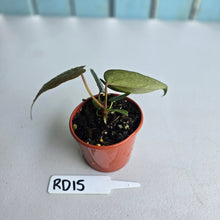 Load image into Gallery viewer, #RD15 Super Dark Anthurium NOID