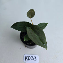 Load image into Gallery viewer, #RD33 Super Dark Anthurium NOID
