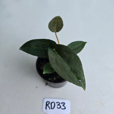 #RD33 Super Dark Anthurium NOID