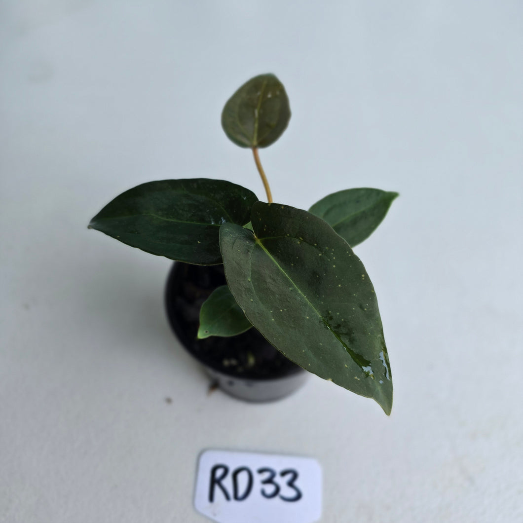 #RD33 Super Dark Anthurium NOID