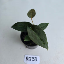 Load image into Gallery viewer, #RD33 Super Dark Anthurium NOID