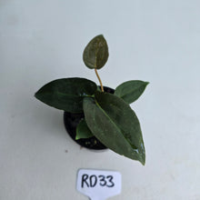 Load image into Gallery viewer, #RD33 Super Dark Anthurium NOID