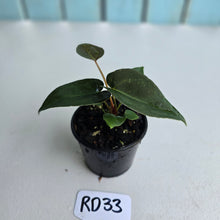 Load image into Gallery viewer, #RD33 Super Dark Anthurium NOID