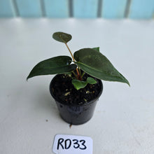 Load image into Gallery viewer, #RD33 Super Dark Anthurium NOID