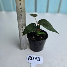 Load image into Gallery viewer, #RD33 Super Dark Anthurium NOID