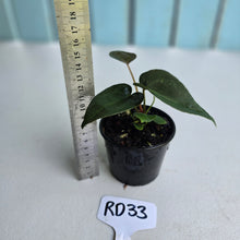 Load image into Gallery viewer, #RD33 Super Dark Anthurium NOID