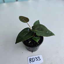 Load image into Gallery viewer, #RD33 Super Dark Anthurium NOID