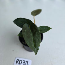 Load image into Gallery viewer, #RD33 Super Dark Anthurium NOID