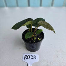 Load image into Gallery viewer, #RD33 Super Dark Anthurium NOID