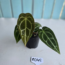 Load image into Gallery viewer, #RD45 Three x Headed Anthurium Crystallinum x Forgetii