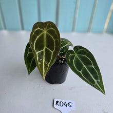 Load image into Gallery viewer, #RD45 Three x Headed Anthurium Crystallinum x Forgetii