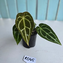 Load image into Gallery viewer, #RD45 Three x Headed Anthurium Crystallinum x Forgetii