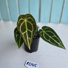 Load image into Gallery viewer, #RD45 Three x Headed Anthurium Crystallinum x Forgetii