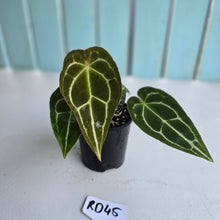 Load image into Gallery viewer, #RD45 Three x Headed Anthurium Crystallinum x Forgetii