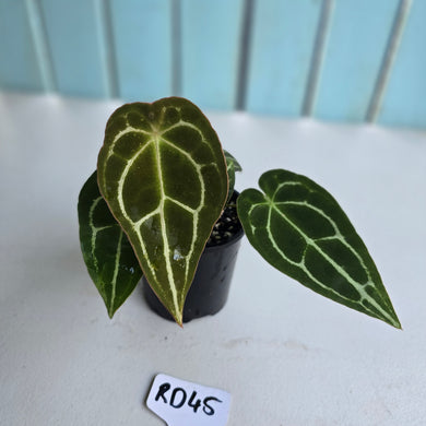 #RD45 Three x Headed Anthurium Crystallinum x Forgetii