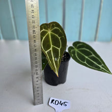 Load image into Gallery viewer, #RD45 Three x Headed Anthurium Crystallinum x Forgetii